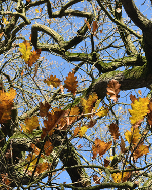 Holm oak leaves