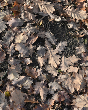 Oak leaves