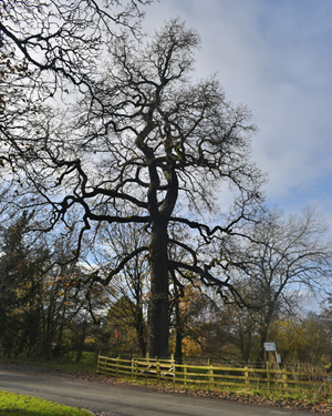 Common oak
