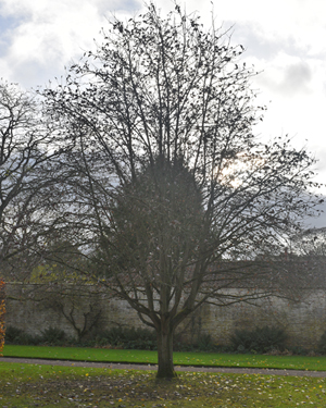 Whitebeam