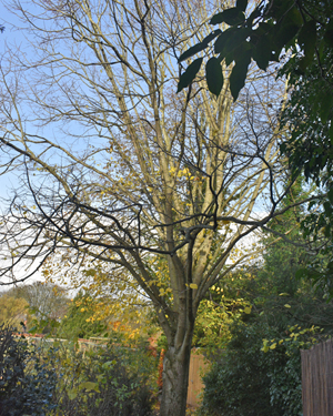 Lime tree