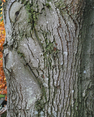 Lime tree bark