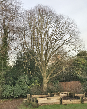Lime tree