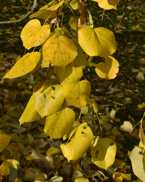 Lime tree bark