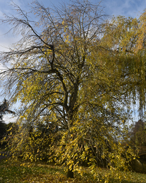 Lime tree
