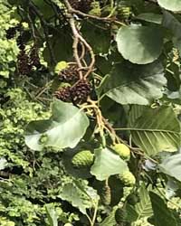 Alder cones