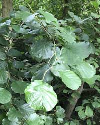 Alder leaf