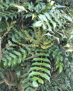 Mahonia 