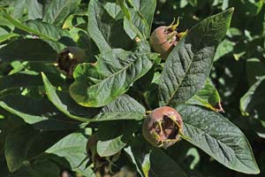 Medlar tree, Nunnington Hall