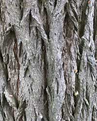 Robinia tree