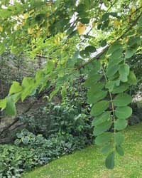 Robinia tree