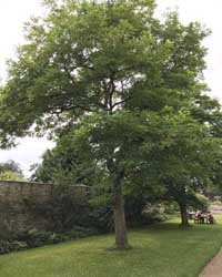 Robinia tree
