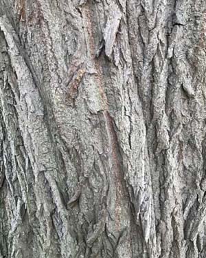 Salix babylonica