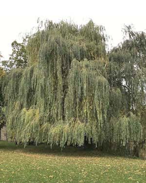 Weeping willow