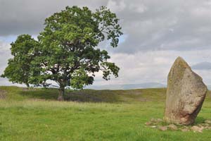 English Oak