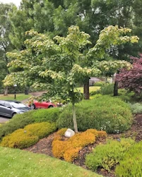 Acer davidii