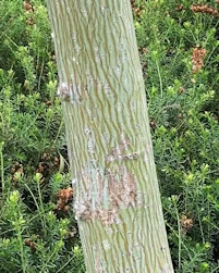 Acer davidii