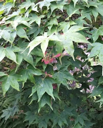 Acer palmatum