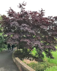 Acer palmatum atropurpureum