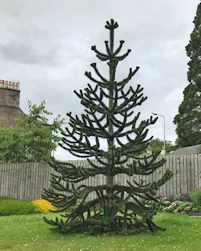 Araucaria araucana