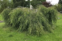 Betula pendula Youngii