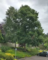 Fraxinus angustifolia Raywood