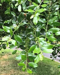 Ilex aquifolium