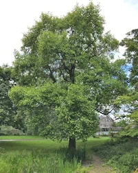 Liriodendron tulipifera