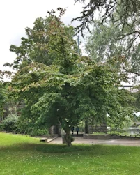 Parrotia persica