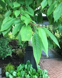 Prunus avium