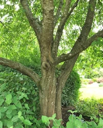 Prunus avium