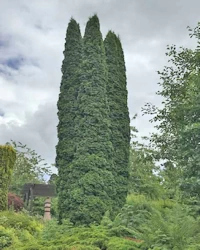 Thuja plicata