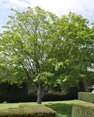 Acer Davidii