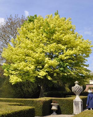 Norway maple