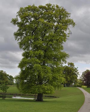 Beech tree