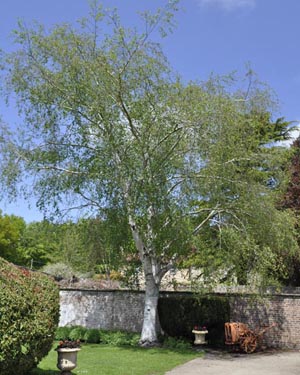 Weeping silver birch