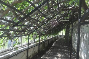 Ancient fig tree