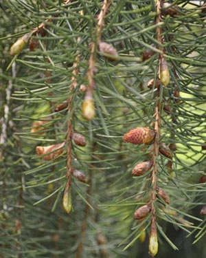 Brewer's weeping spruce cones