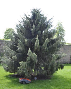 Brewer's weeping spruce
