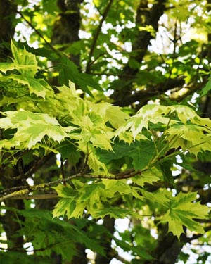 Acer Drummondii