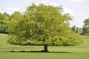 Oak tree