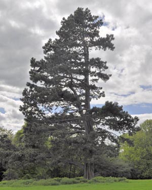 Pine