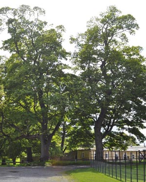 sycamore tree