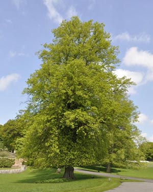 sycamore tree