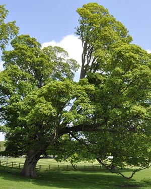 sycamore tree