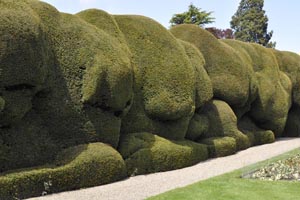 Yew topiary