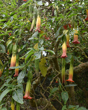 Brugmansia sanguinea