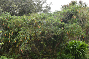 Brugmansia sanguinea 