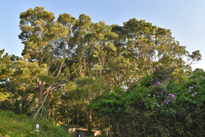 Acacia grove