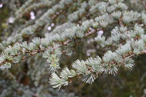 Atlas cedar
